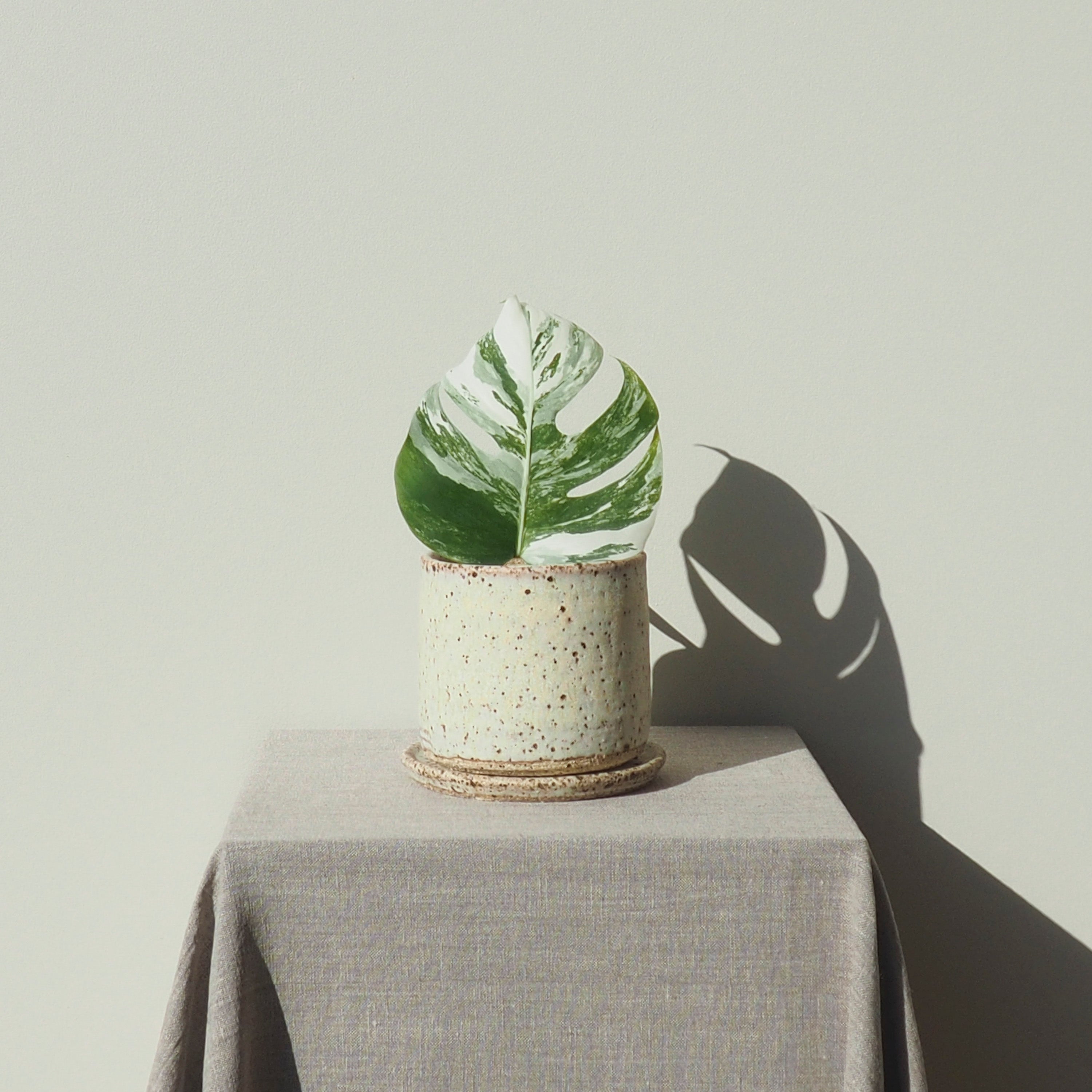 Handmade Small Dolomite Ceramic Plant Pot Australian Made