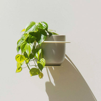 Handcrafted Steel Butter Wall Planter Australian Made