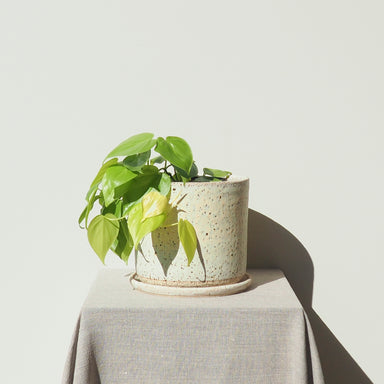 Handmade Large Dolomite Ceramic Plant Pot Australian Made 