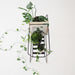Handcrafted Steel Black Ladder Plant Stand Australian Made 