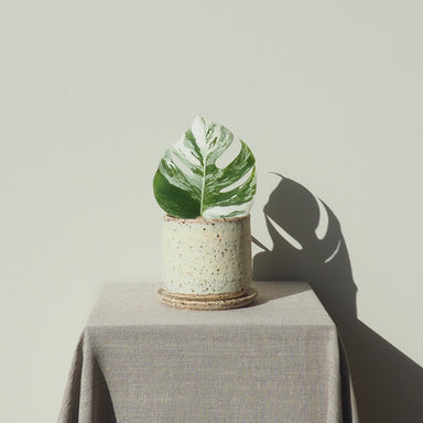 Handmade Small Dolomite Ceramic Plant Pot Australian Made